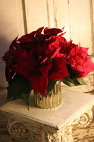 Gwiazda Betlejemska Goldico, wysokiej jakości sztuczna roślina, wym.44x40cm