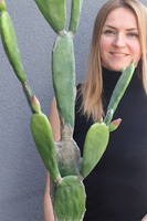  Kaktus Dakota New, sztuczna opuncja