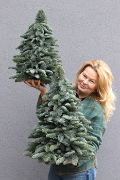 Nobilis, świąteczna choinka z żywych gałązek, wys40cm 