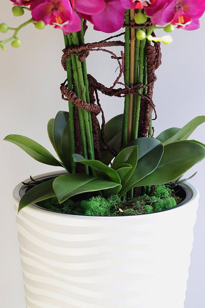 Gizelle Fuksja New, gumowy storczyk w białej donicy