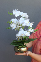 Piano Gold Mini, gumowy w złotej donicy