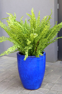 Fern Ares, sztuczna paproć w donicy ceramicznej, wys.87cm 