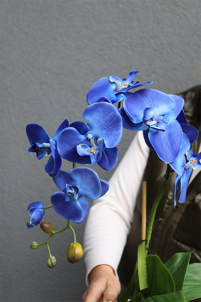 Chabrowy 2, niebieski storczyk w pucharze