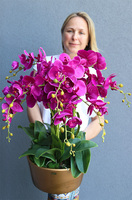 fuksjowy storczyk w złotej donicy, Hedrato Malaga, wys.53cm 