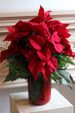 Gwiazda Betlejemska Red Xmas, wysokiej jakości sztuczna roślina, wys.50cm