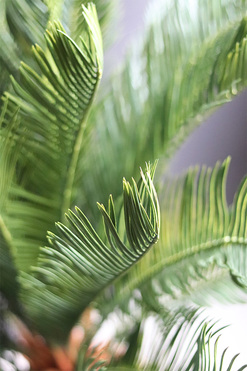 Cykas Madame, sztuczna roślina w złotej donicy, wys.65cm