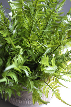 Tunila 2, paproć w ozdobnej donicy etno, wym.44x50cm 