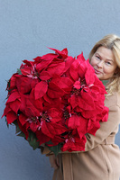 Gwiazda Betlejemska Precjoza, sztuczna roślina w donicy