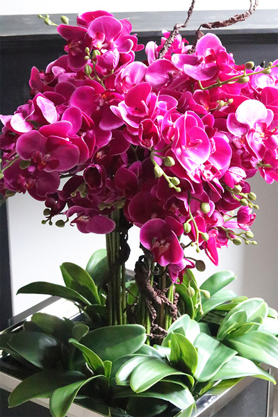 Excelsior Royal Fuksja, ekskluzywny storczyk podłogowy w metalowej donicy