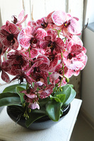 Hefratia Blackino, gumowy storczyk w czarnej donicy, wys.59cm