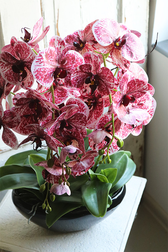 Hefratia Blackino, gumowy storczyk w czarnej donicy, wys.59cm