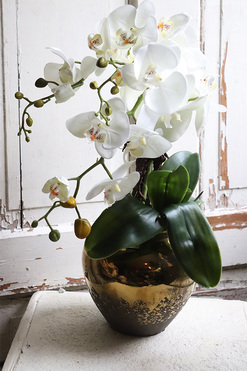 Jedolla, storczyk w złotej doniczce, wys.50cm 