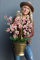 gumowy storczyk w złotym coolerze, Pink Golden Tresta