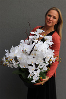 Metalia, storczyk w donicy klienta