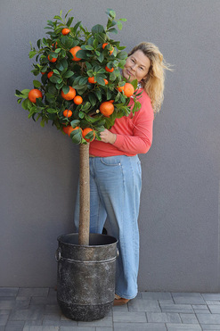 Olimpia, sztuczne drzewko owocowe w donicy, wys.165cm