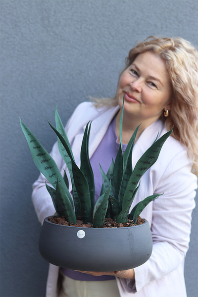 Sansewieria Concrete, roślina sztuczna w donicy