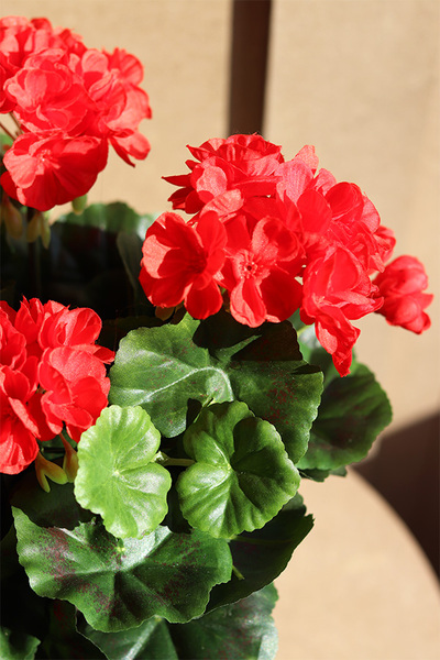 Red Wood, kompozycja kwiatowa pelargonie	