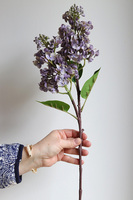 Bzy Royal, gumowy bez kwitnący lilak