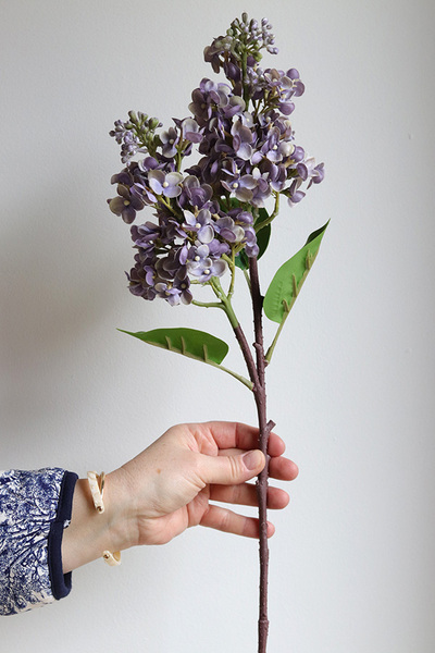 Bzy Royal, gumowy bez kwitnący lilak