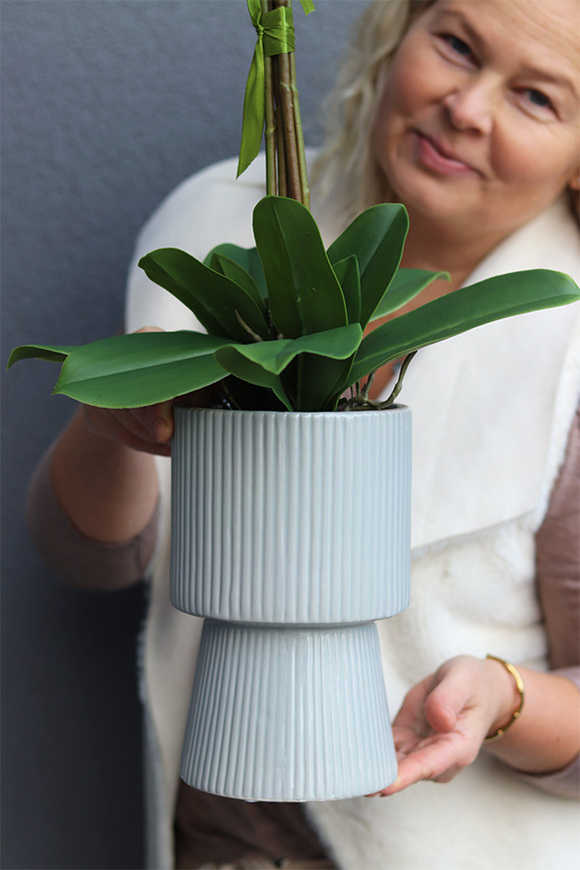 Nerette, storczyk w nowoczesnym pucharze