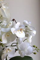 Leori, sztuczny storczyk w pucharze