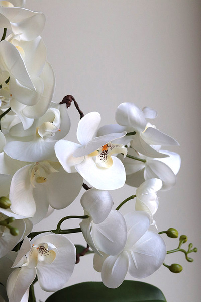 Leori, sztuczny storczyk w pucharze