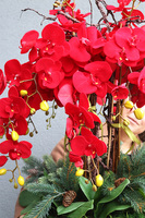 Red Deluxe, elegancki storczyk zimowy