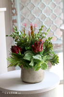 Prometia, kompozycja sukulenty w donicy