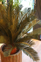 Cykas, sztuczna roślina (bez donicy), wys.100cm