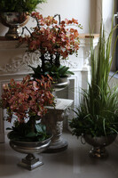 Castellamare Granada Deluxe, gumowy storczyk w pucharze