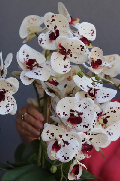 Dalmatyńczyk, gumowy storczyk w donicy glamour