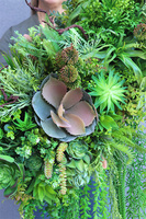 Dalila 4, kompozycja sukulenty do twojej donicy, wym.44x85x35cm