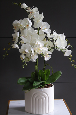 White Moment, nowoczesny storczyk w białej osłonce, wys.74cm