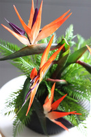 Strelicja Dekina, egzotyczna kompozycja w wazonie