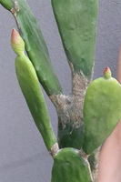 Kaktus Dakota New, sztuczna opuncja