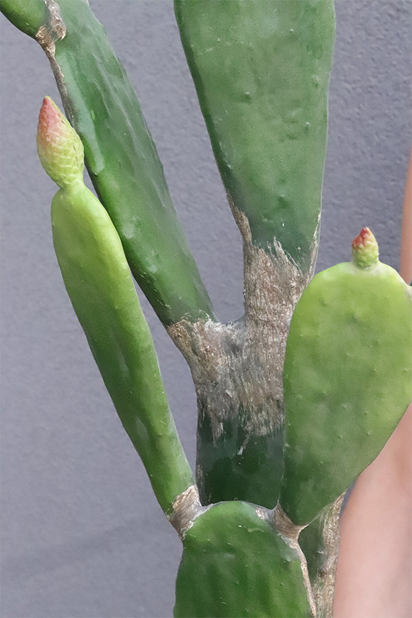 Kaktus Dakota New, sztuczna opuncja