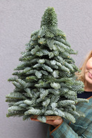 Nobilis, świąteczna choinka z żywych gałązek