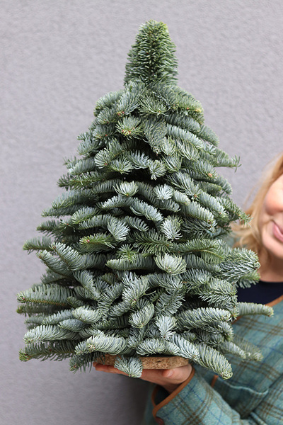 Nobilis, świąteczna choinka z żywych gałązek