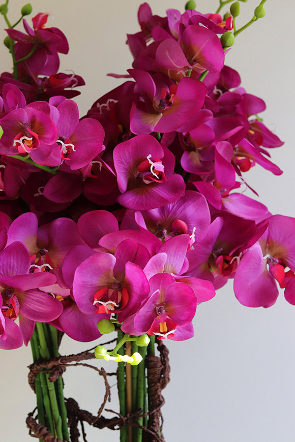 Gizelle Fuksja New, gumowy storczyk w białej donicy