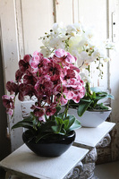 Hefratia Blackino, gumowy storczyk w czarnej donicy, wys.59cm