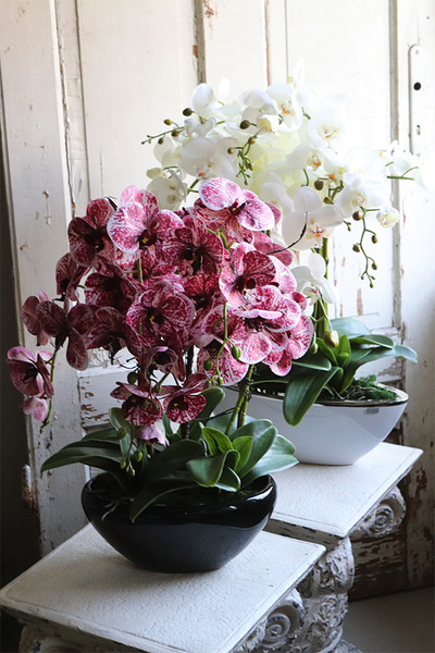 Hefratia Blackino, gumowy storczyk w czarnej donicy, wys.59cm