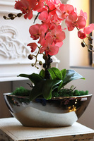 Laos Coralla, różowy storczyk sztuczny