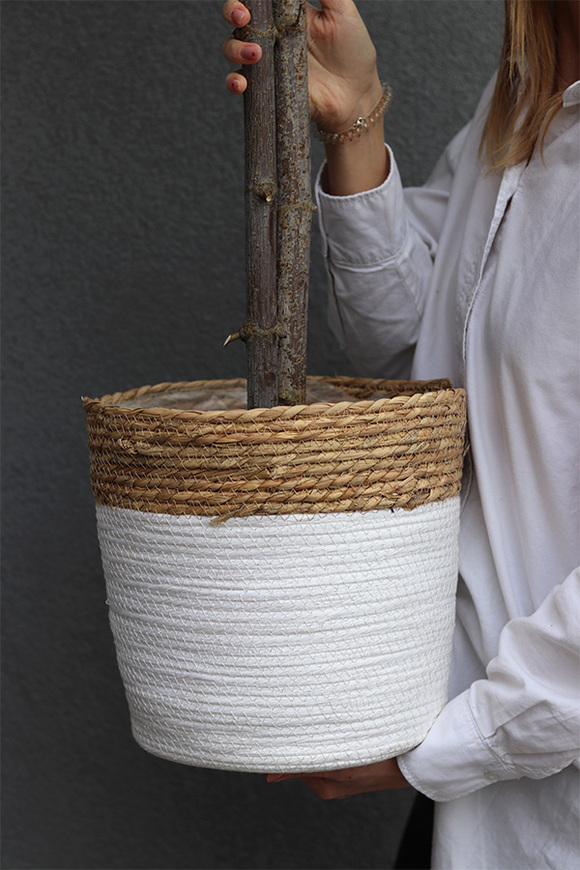 Drzewko Oliwne Basket 2B, sztuczna roślina w koszu