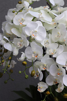 Manfredo Silver Big, efektowny sztuczny storczyk