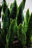 Sansewieria Mediolan, roślina sztuczna w donicy