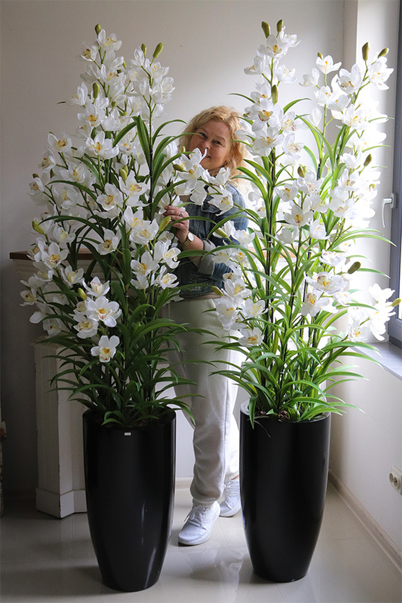 Ambasador Grande Fiberglass, efektowny storczyk w czarnej donicy,