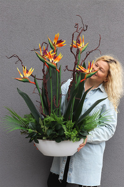 Strelicja Królewska Laos, egzotyczna kompozycja w donicy, wys.103cm