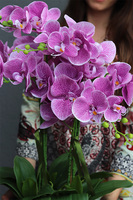 Pink Gerrata, gumowy storczyk w czarnej donicy