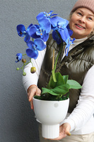 Chabrowy 2, niebieski storczyk w pucharze