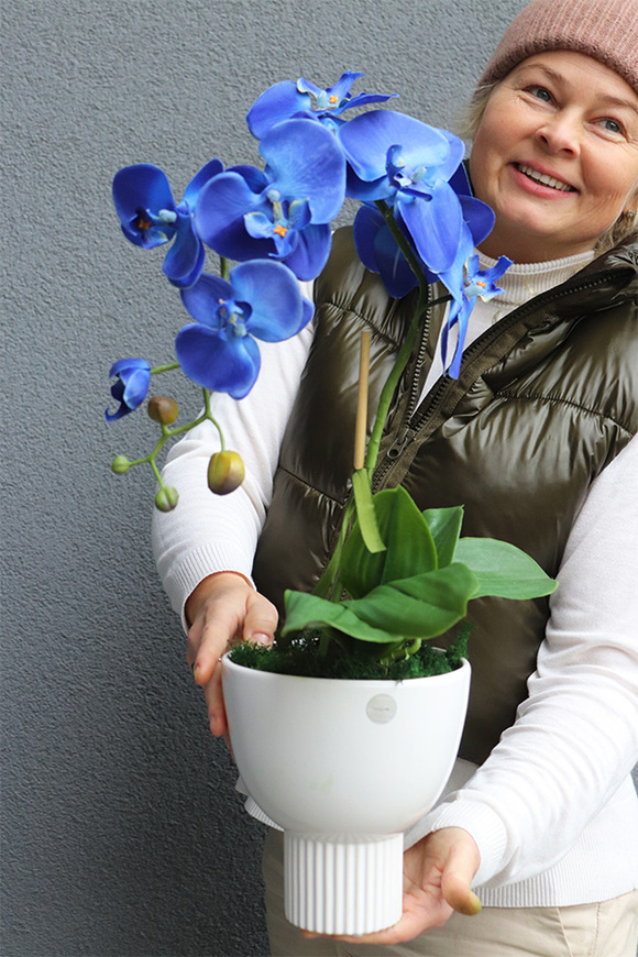 Chabrowy 2, niebieski storczyk w pucharze